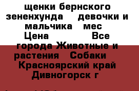 щенки бернского зененхунда. 2 девочки и 2 мальчика(2 мес.) › Цена ­ 22 000 - Все города Животные и растения » Собаки   . Красноярский край,Дивногорск г.